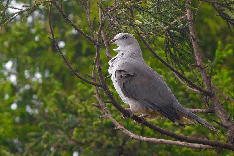 Mountain_imperial_pigeon__19