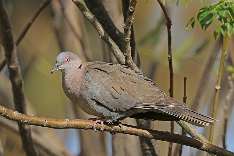 Mourning_collared_dove__18