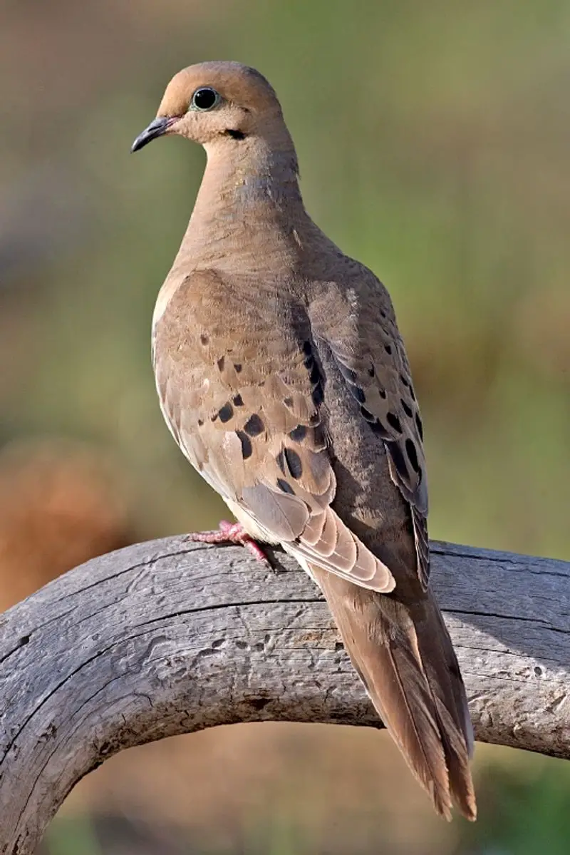 Mourning_dove__5