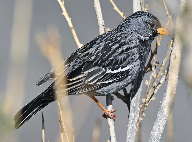 Mourning_sierra_finch__2