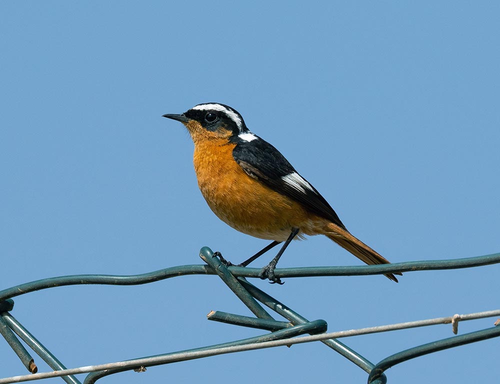 Moussier's Redstart