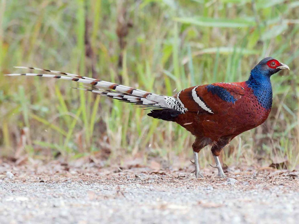 Mrs. Hume's Pheasant