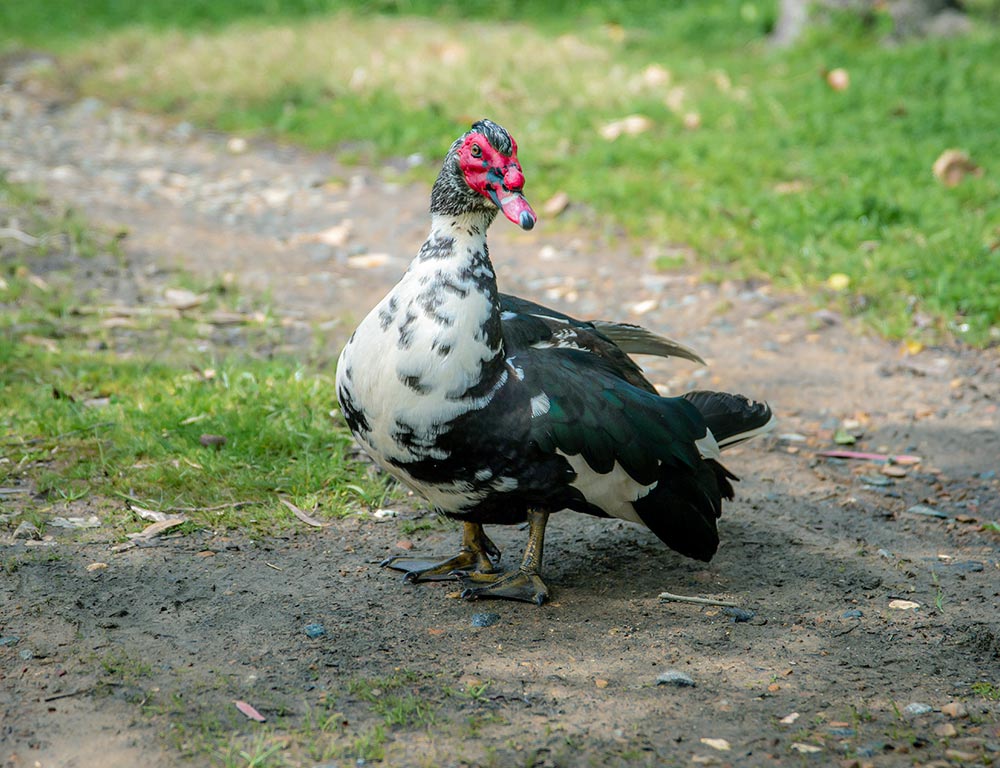 Muscovy Duck