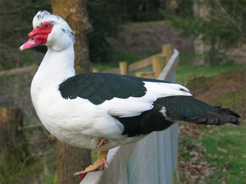 Muscovy_duck__14