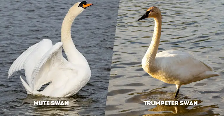Mute Swan Vs Trumpeter Swan
