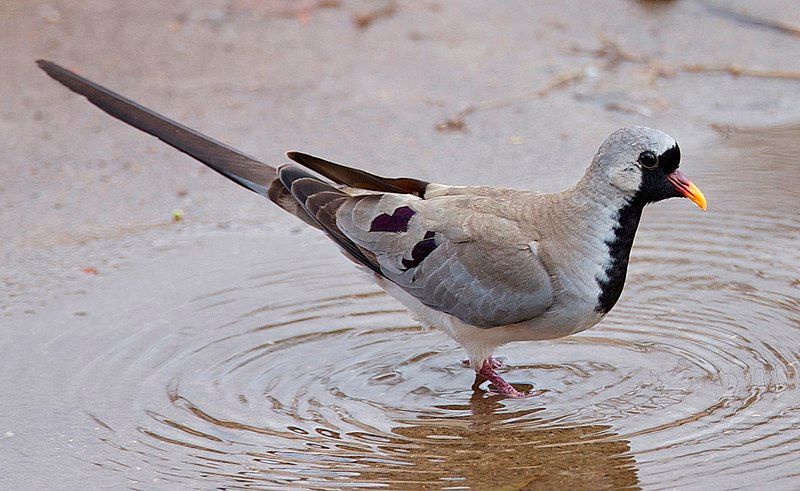 Namaqua_dove__2