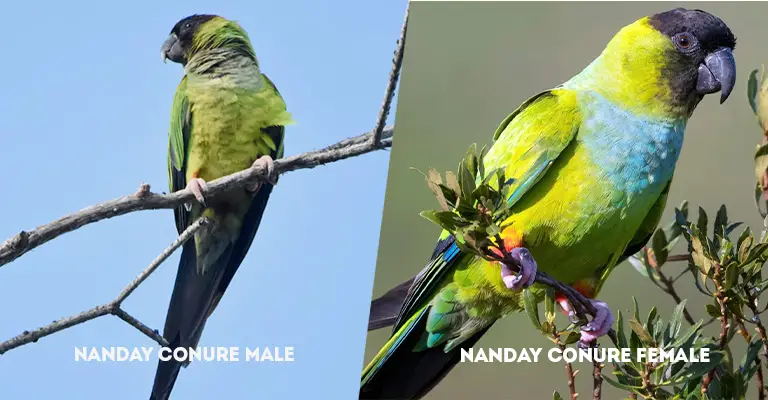 Nanday Conure Male Vs Female