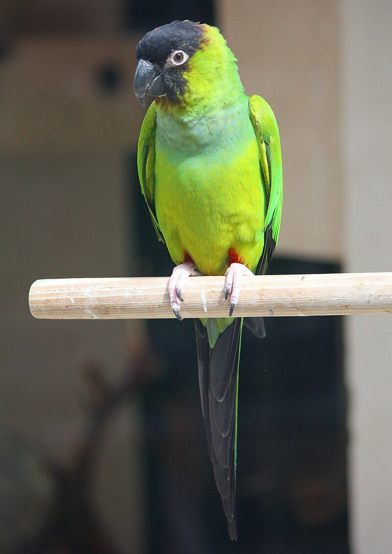 Nanday_parakeet__2