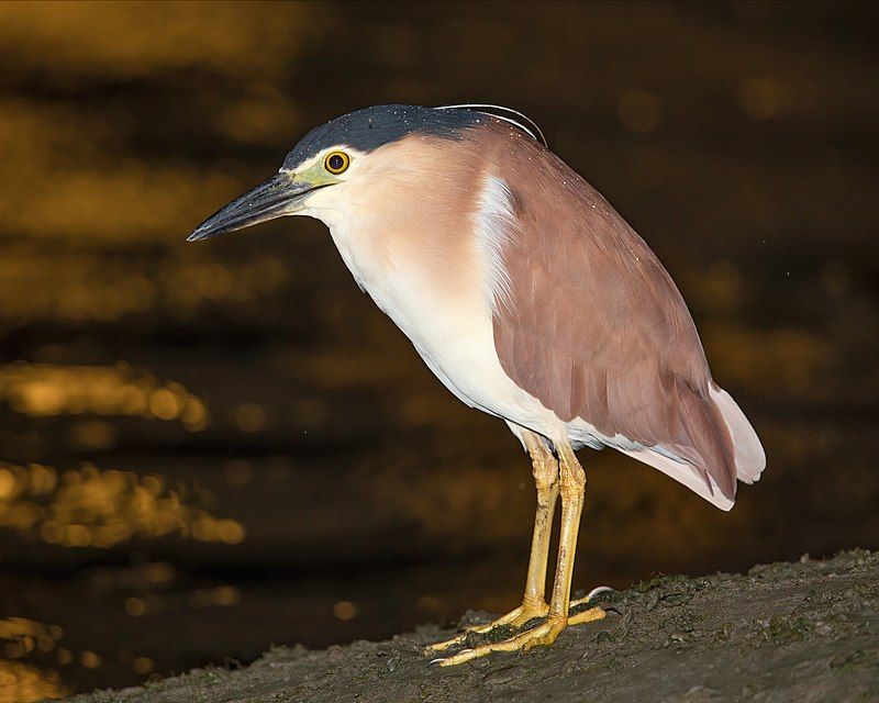 Nankeen_night_heron__8