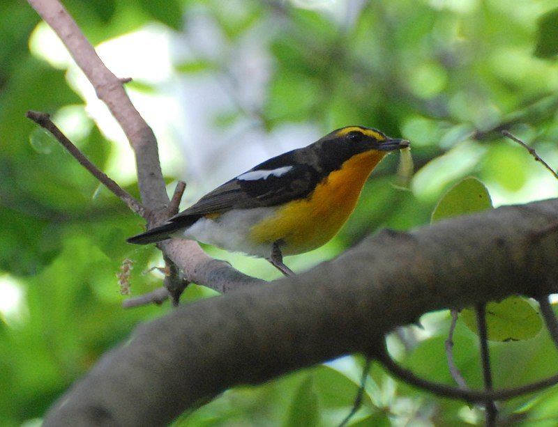 Narcissus_flycatcher__4