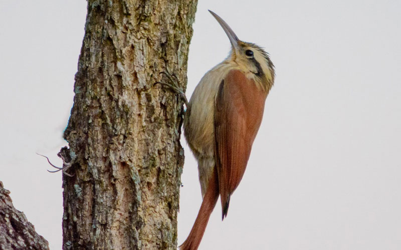 Narrow-billed woodcreeper