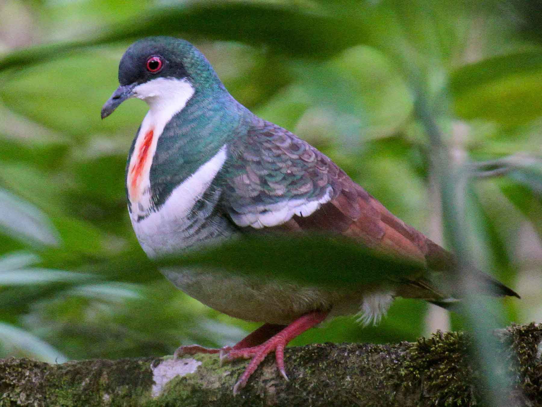 16 Birds Found In Negros Occidental The Worlds Rarest Birds