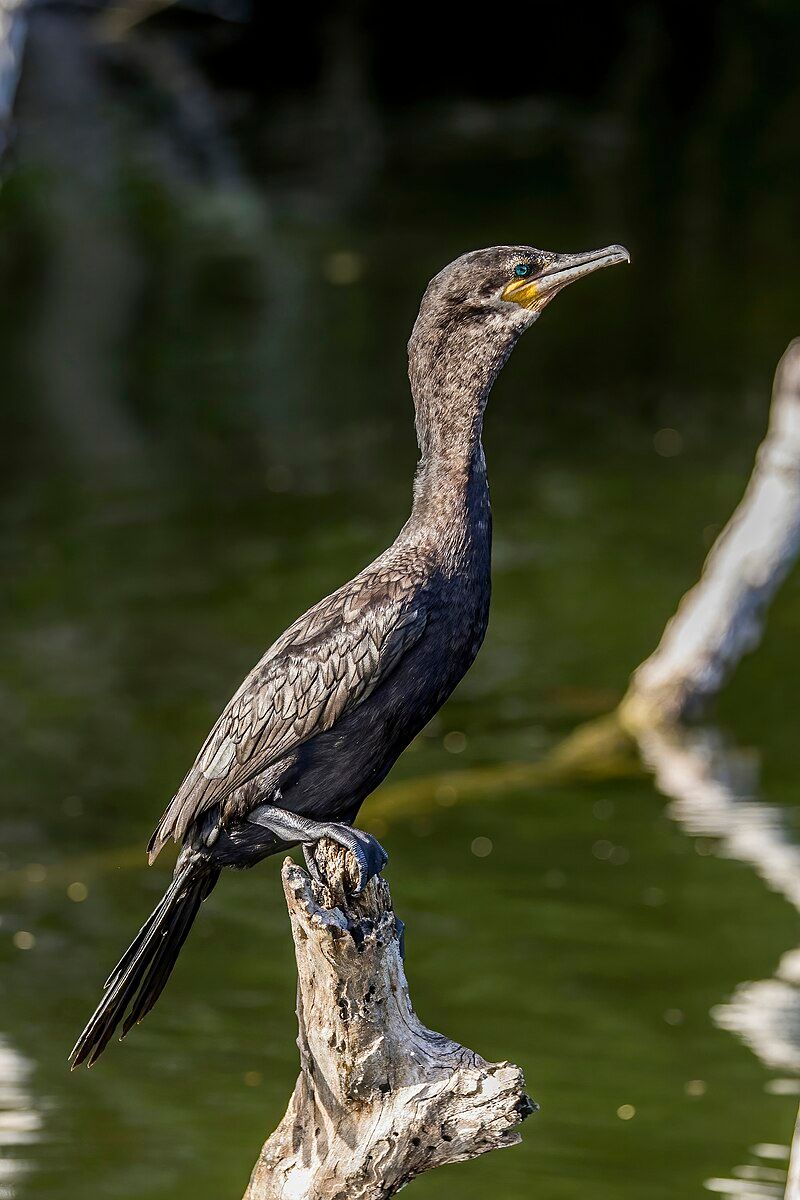 Neotropic_cormorant__13