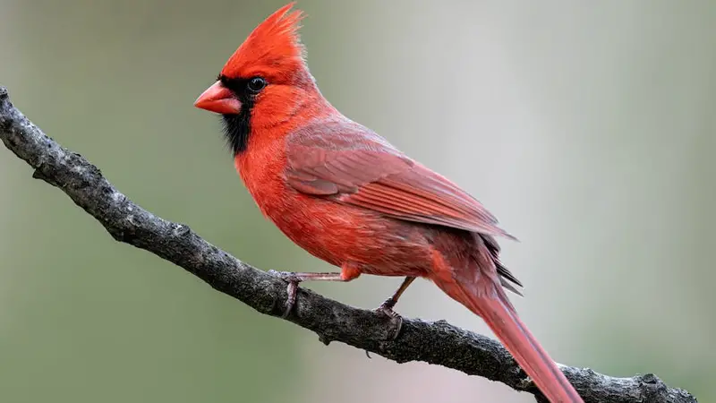 New Age Meaning and Symbolism of Seeing a Red Bird