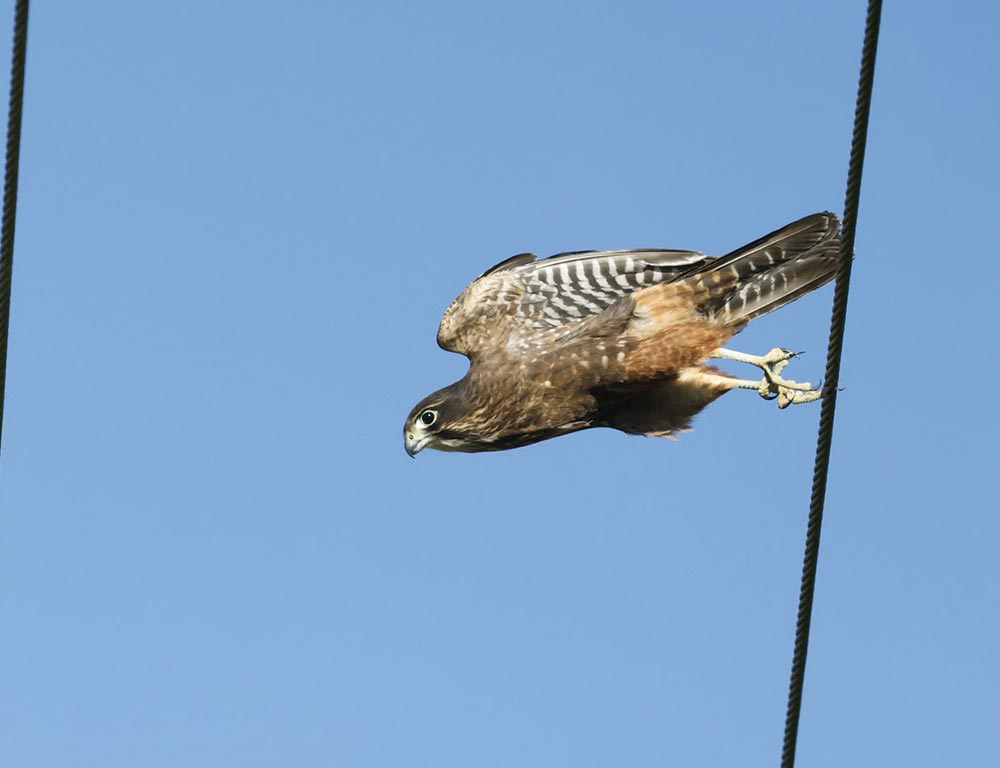 New Zealand Falcon