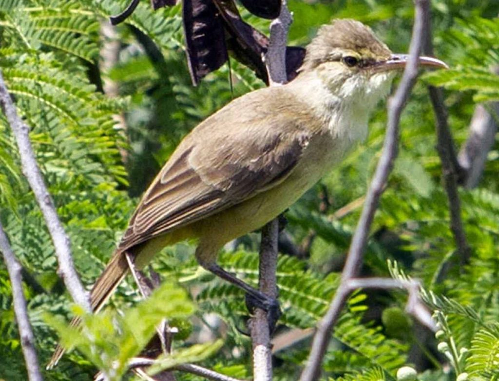 11 Birds to Watch in Northern Mariana Islands - The Worlds Rarest Birds