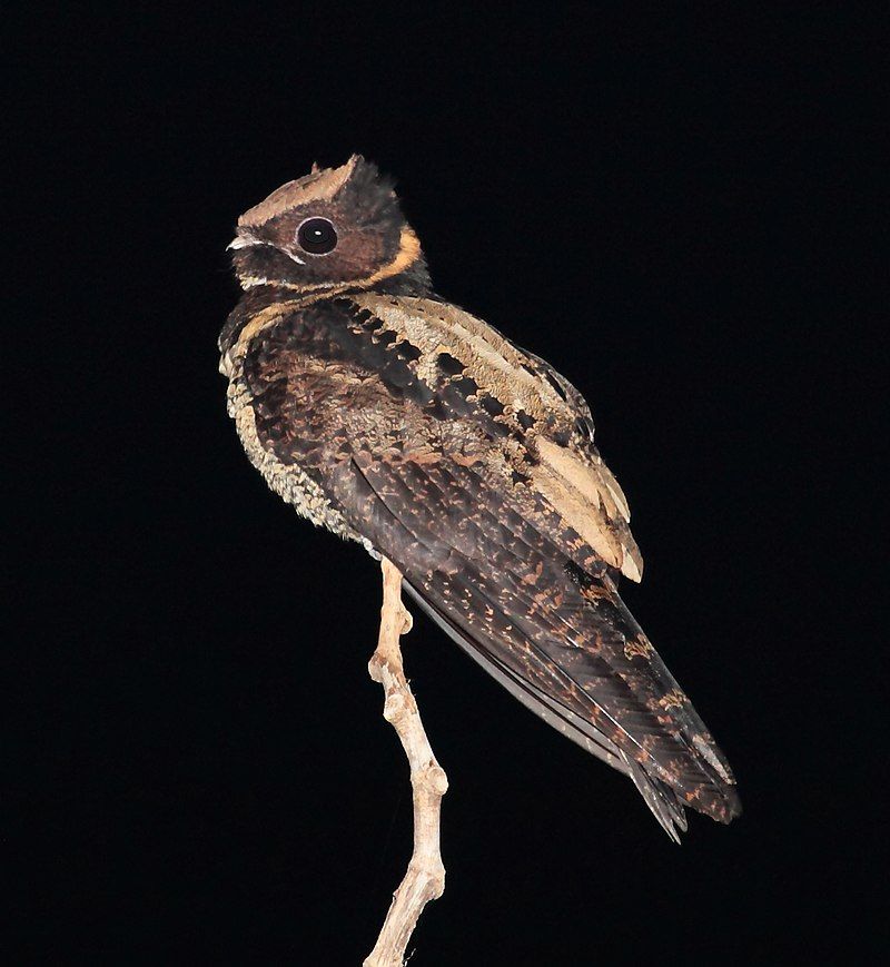 Nightjar__16