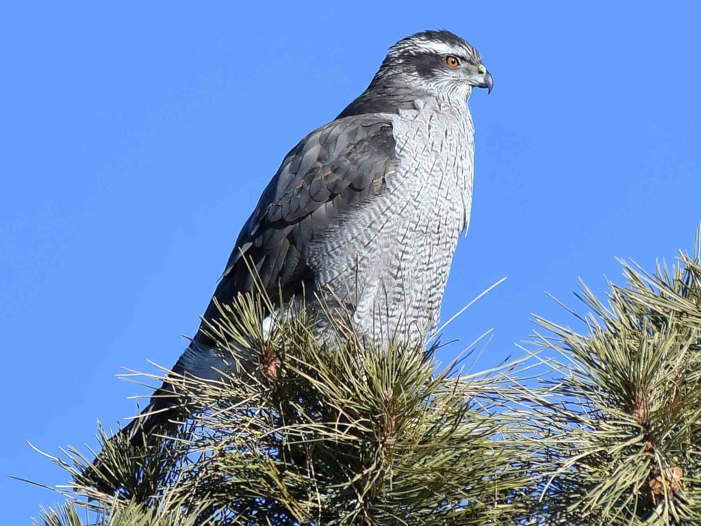 Northern Goshawk