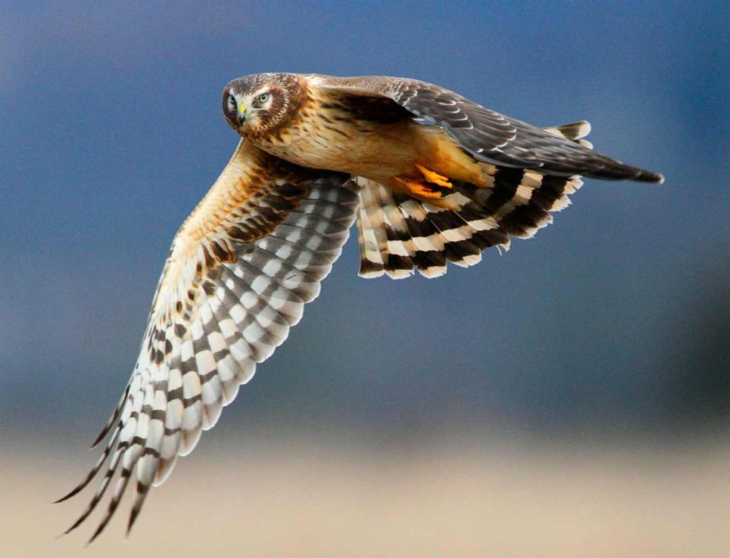 Northern Harrier