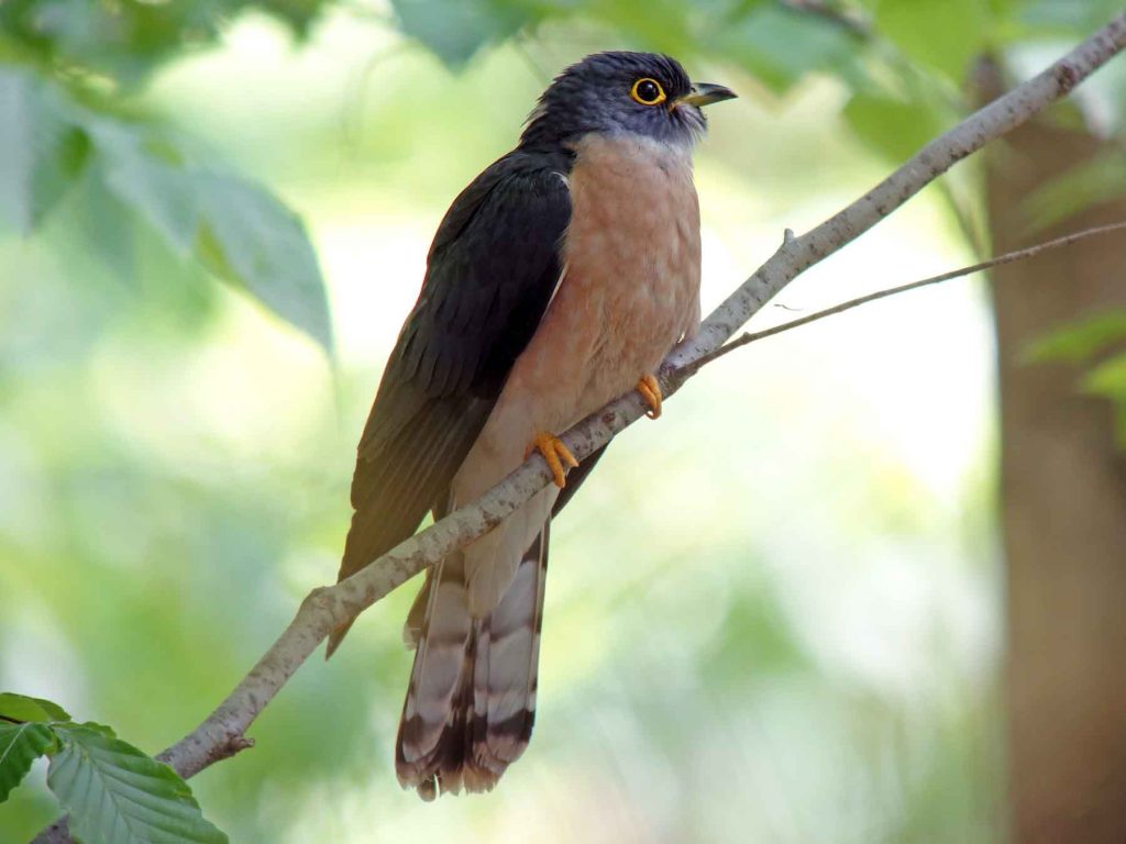 Northern Hawk-Cuckoo