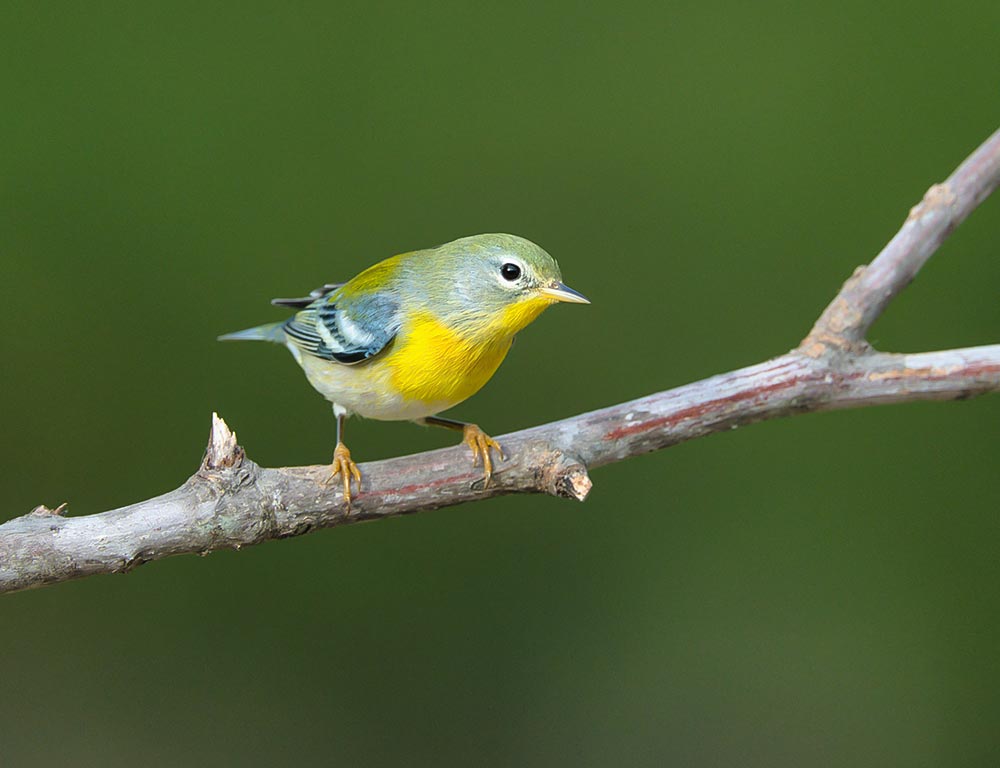 Northern Parula