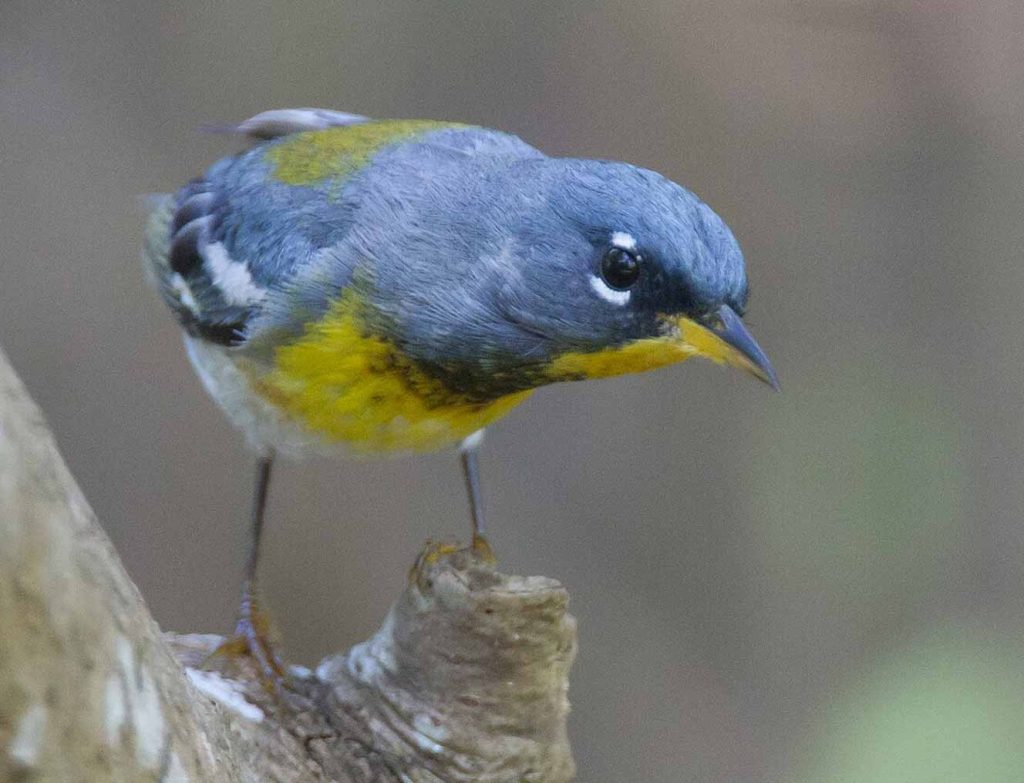 Northern Parula 10