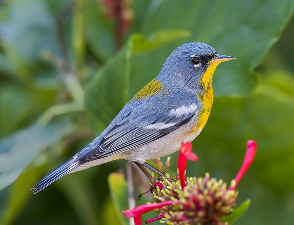 Northern Parula 17