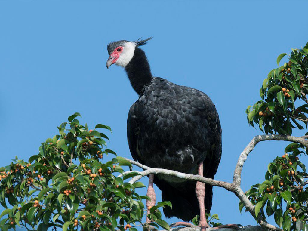 Northern Screamer