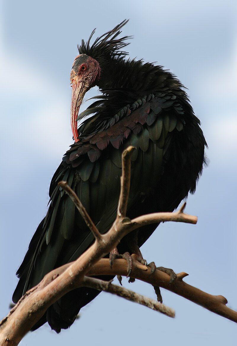 Northern_bald_ibis__6