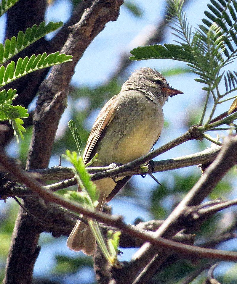 Northern_beardless_tyrannulet__2