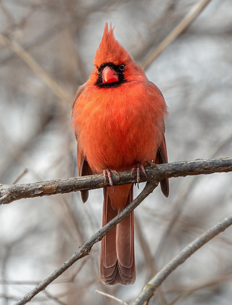 Northern_cardinal__9