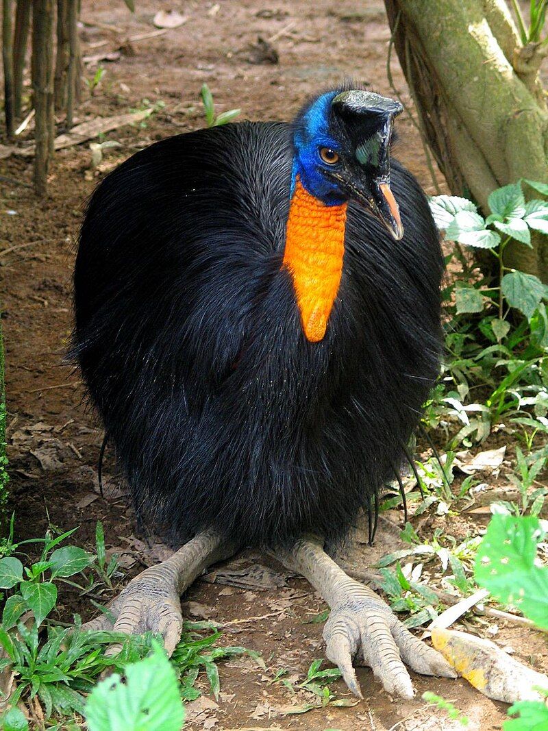 Northern_cassowary__19