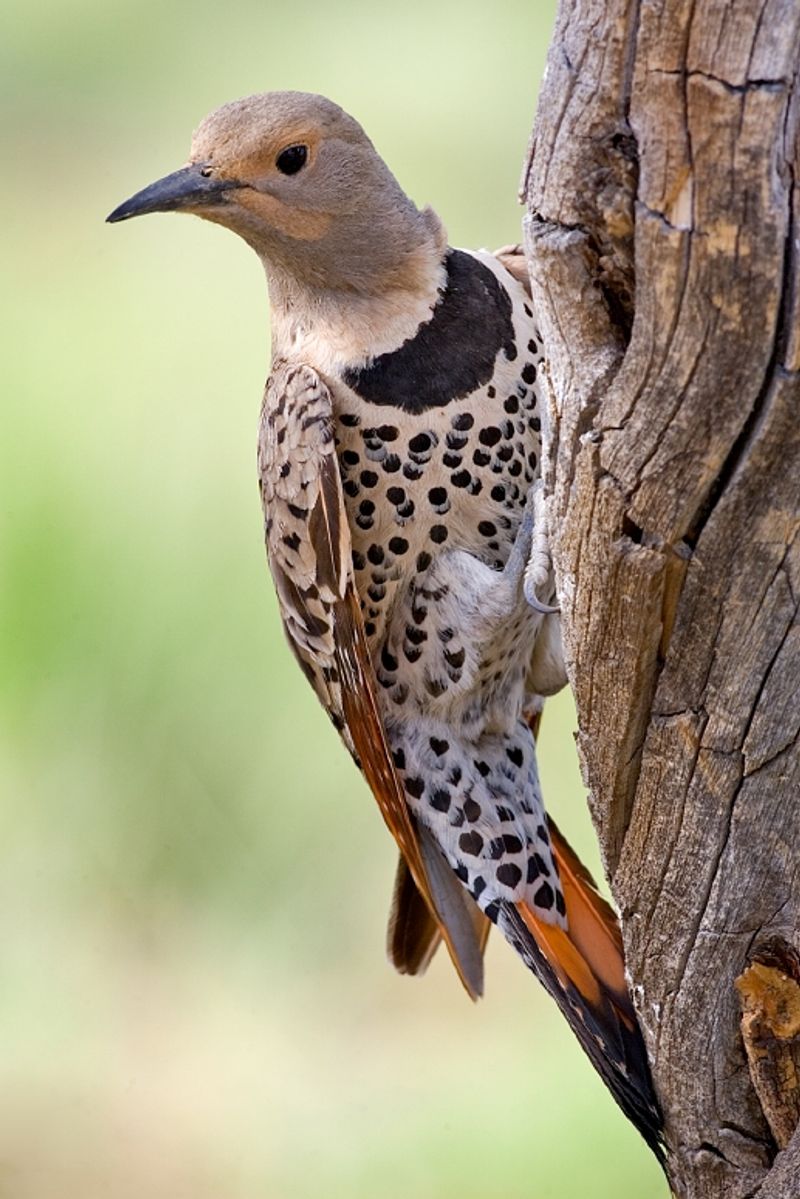 Northern_flicker__1