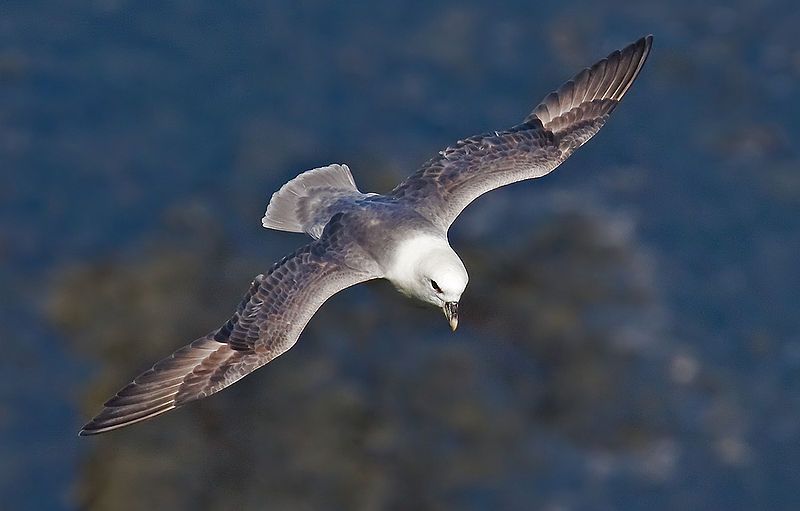 Northern_fulmar__18