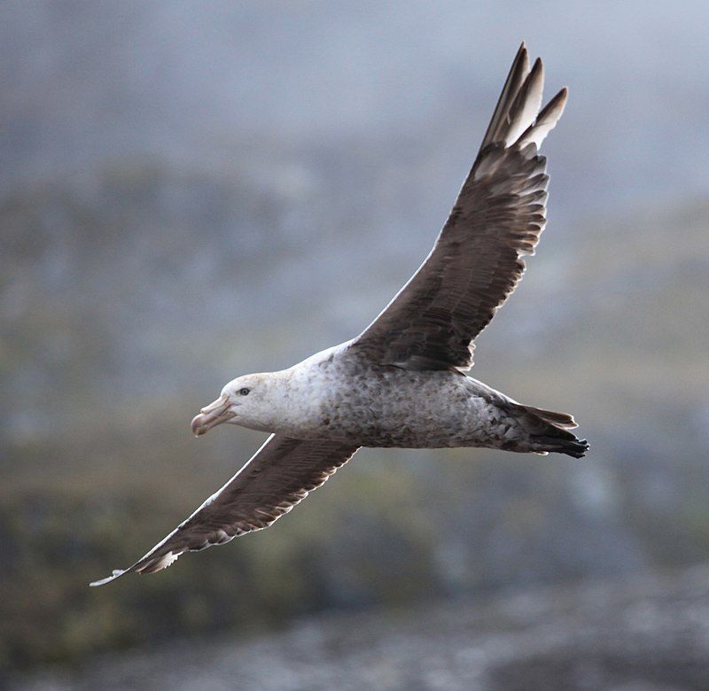 Northern_giant_petrel__4