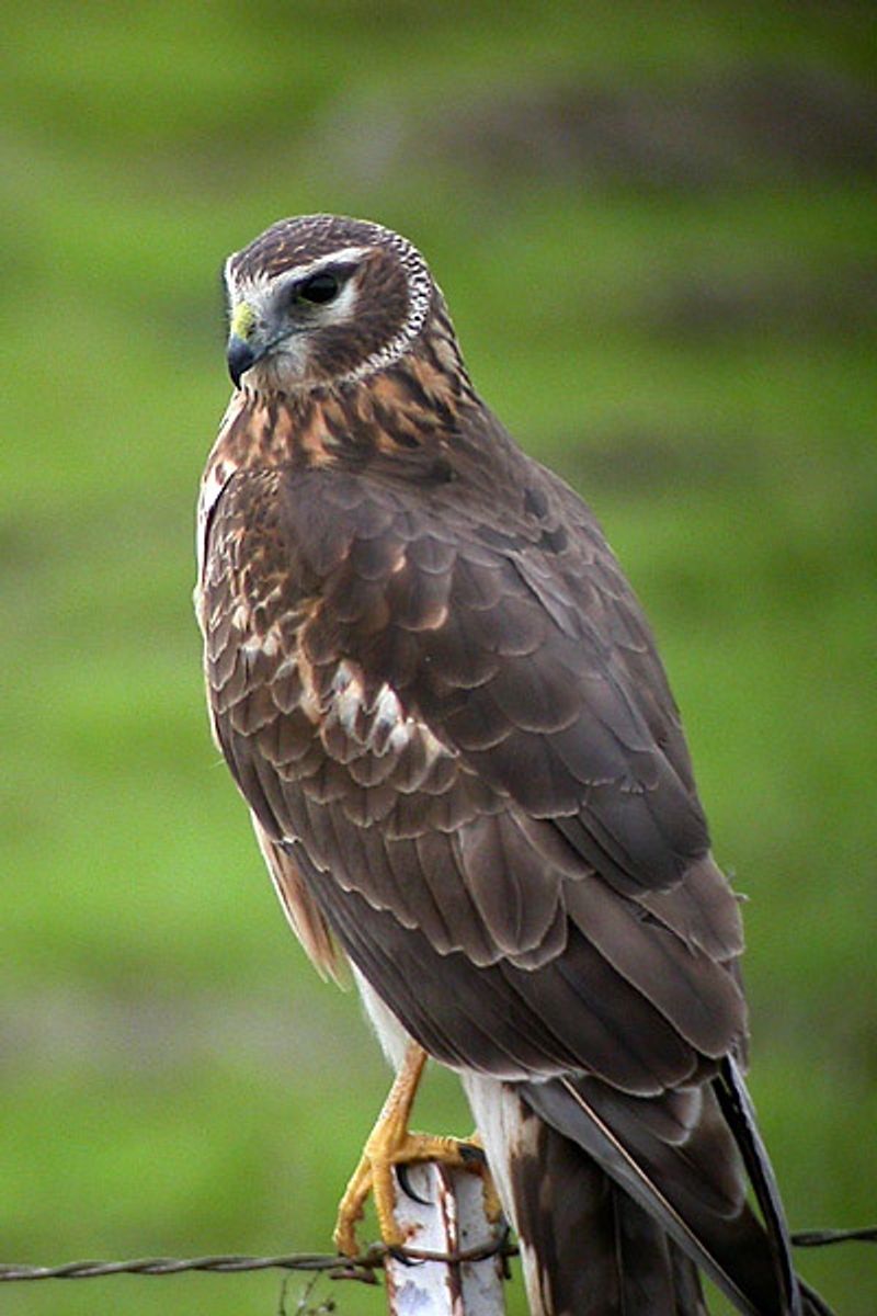 Northern_harrier__13