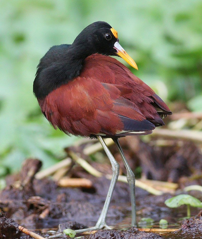 Northern_jacana__18