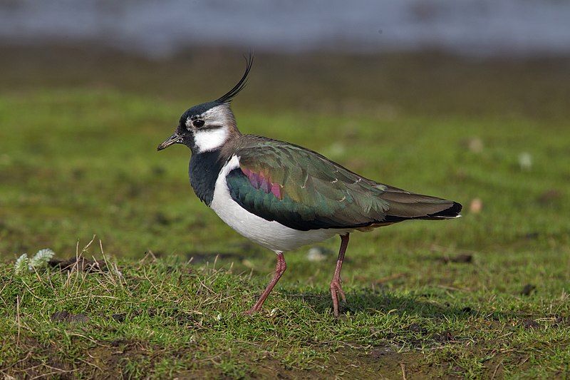 Northern_lapwing__3