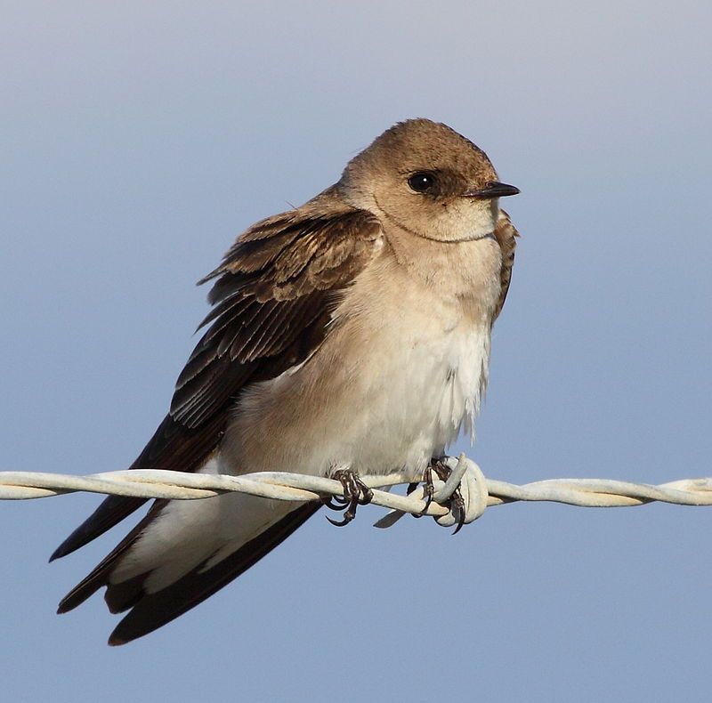 Northern_rough-winged_swallow__14