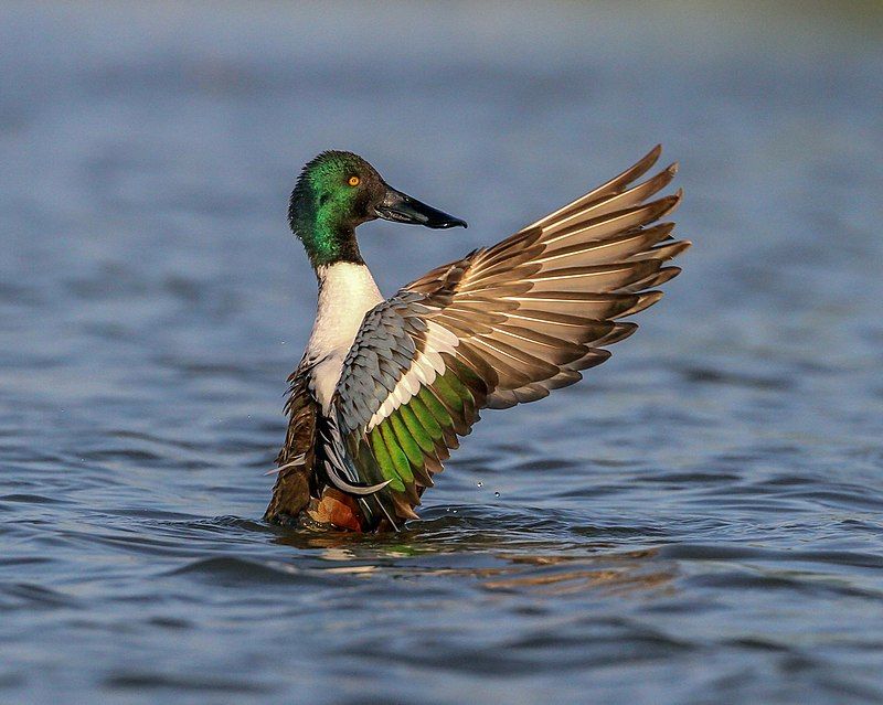 Northern_shoveler__3