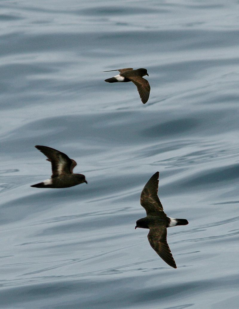 Northern_storm_petrel__3