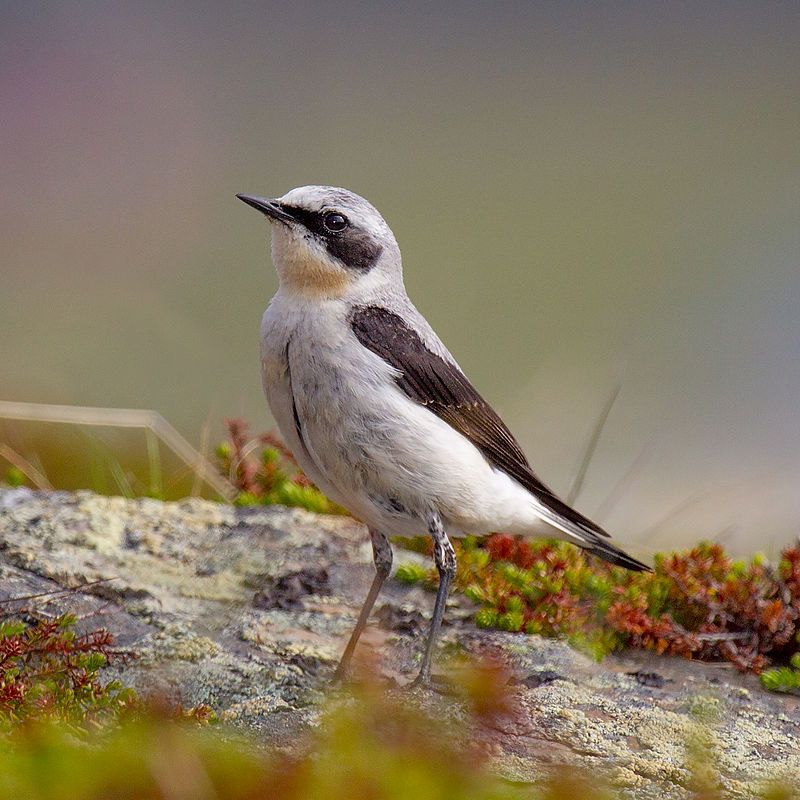 Northern_wheatear__19