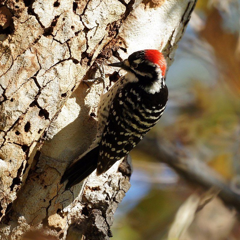 Nuttall's_woodpecker__14