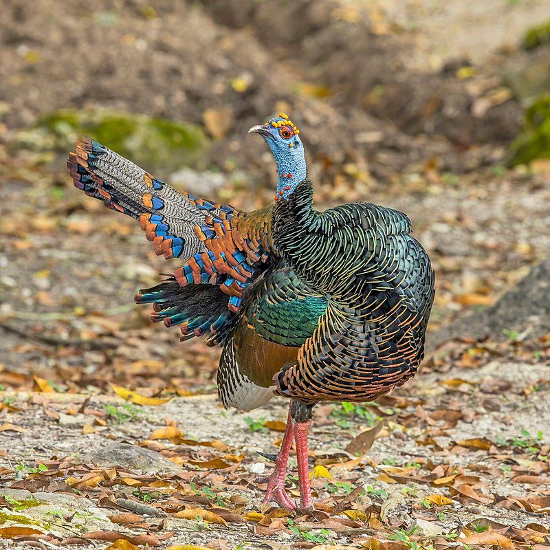 Ocellated_turkey__2