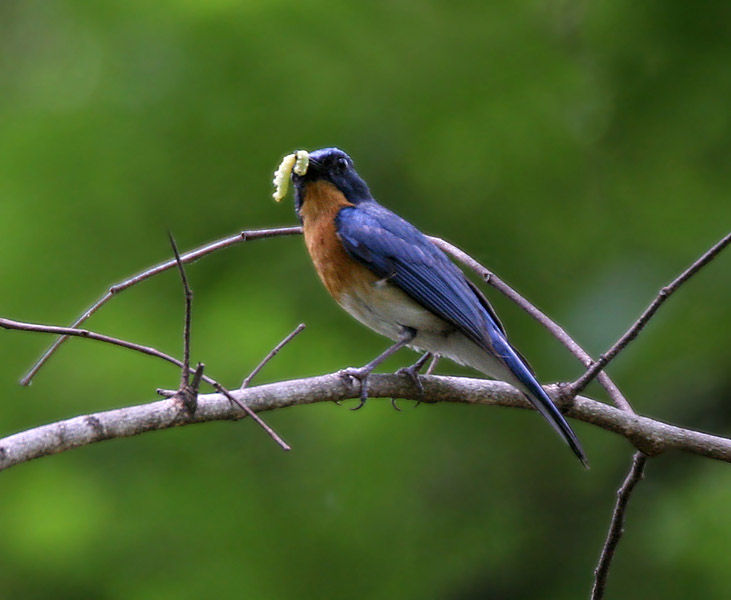 Old-world Flycatchers