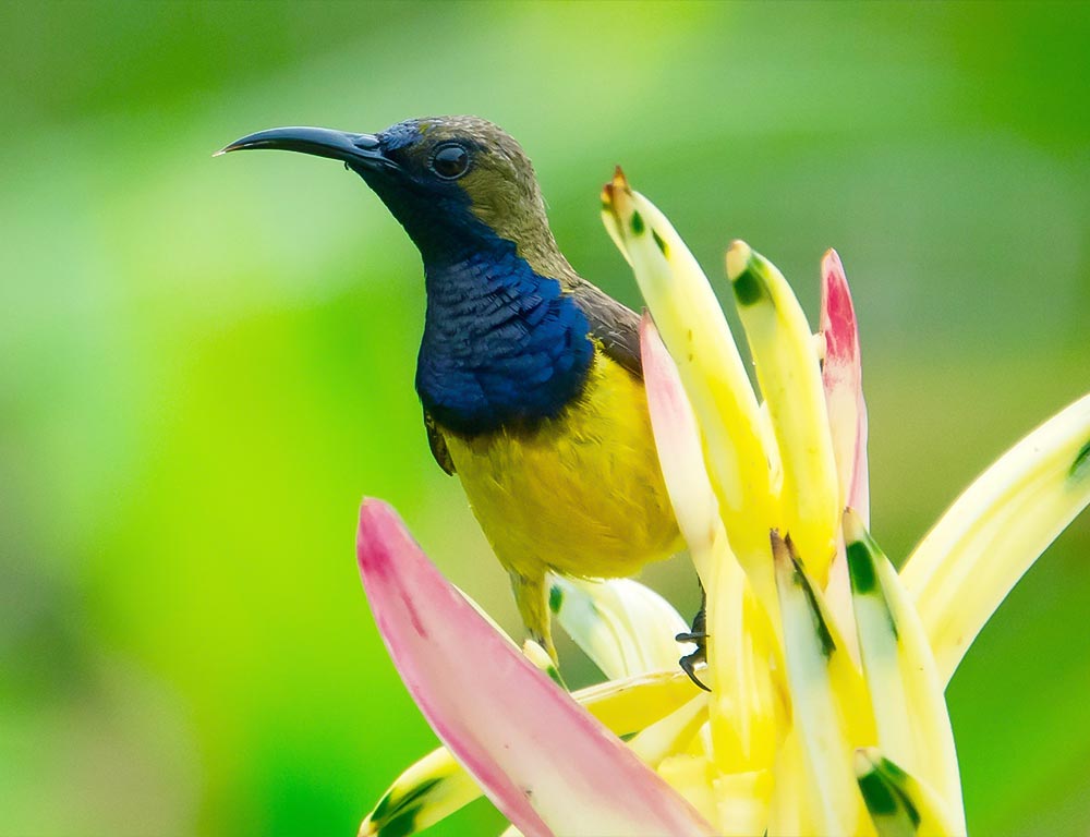 Olive-Backed Sunbird