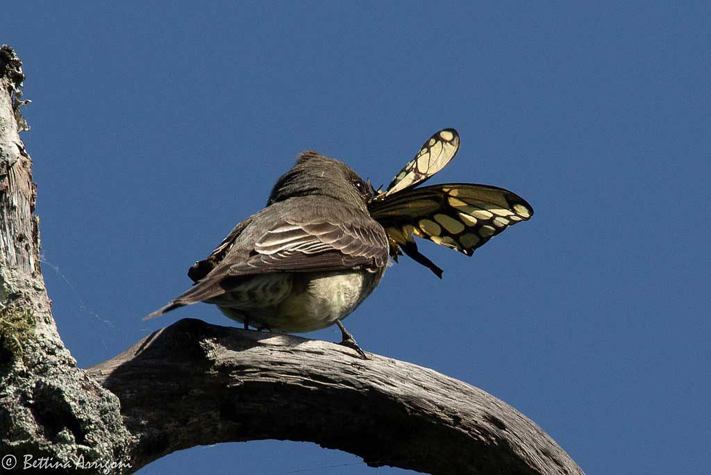 Olive-Sided Flycatcher