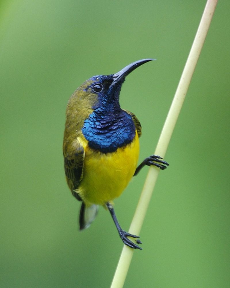 Olive-backed_sunbird__5