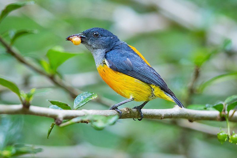 Orange-bellied_flowerpecker__11