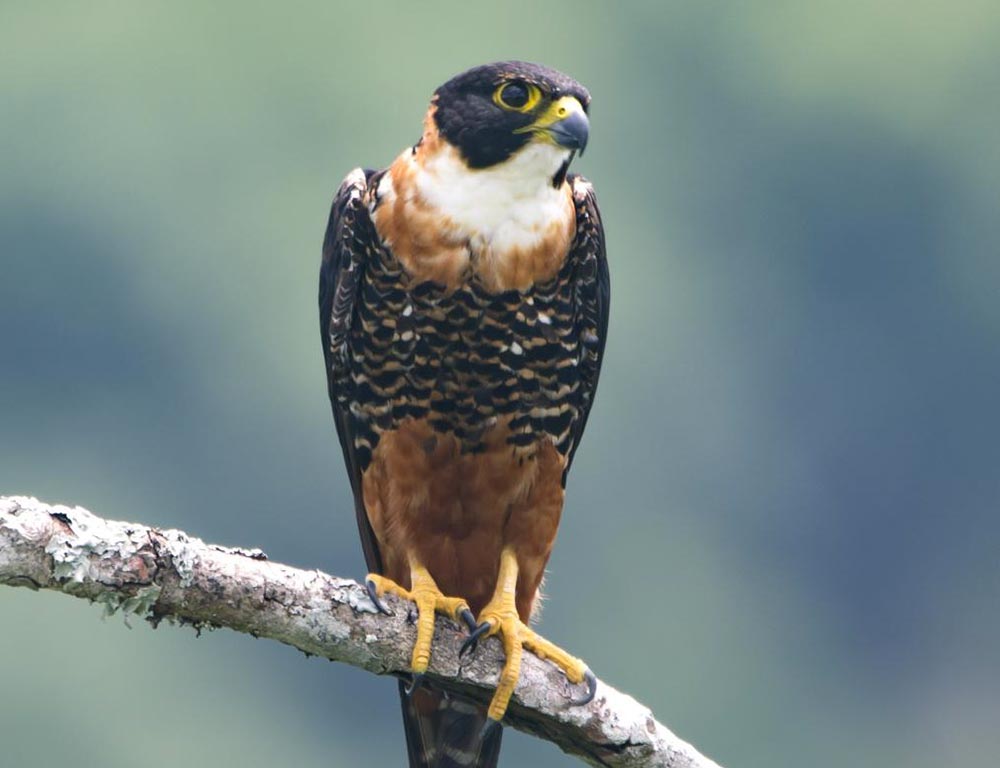 Orange-breasted Falcon